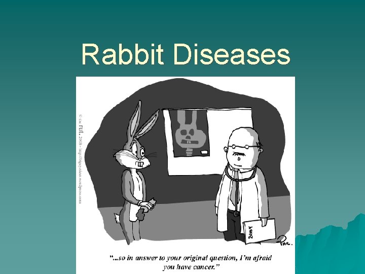 Rabbit Diseases 