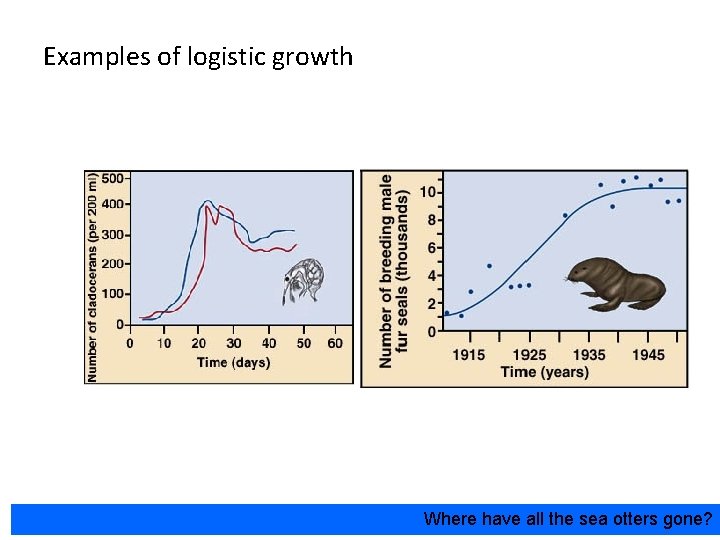 Examples of logistic growth Where have all the sea otters gone? 