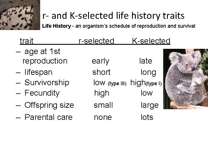 r- and K-selected life history traits Life History - an organism’s schedule of reproduction
