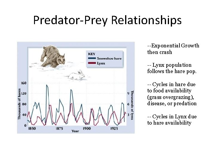 Predator-Prey Relationships --Exponential Growth then crash -- Lynx population follows the hare pop. --