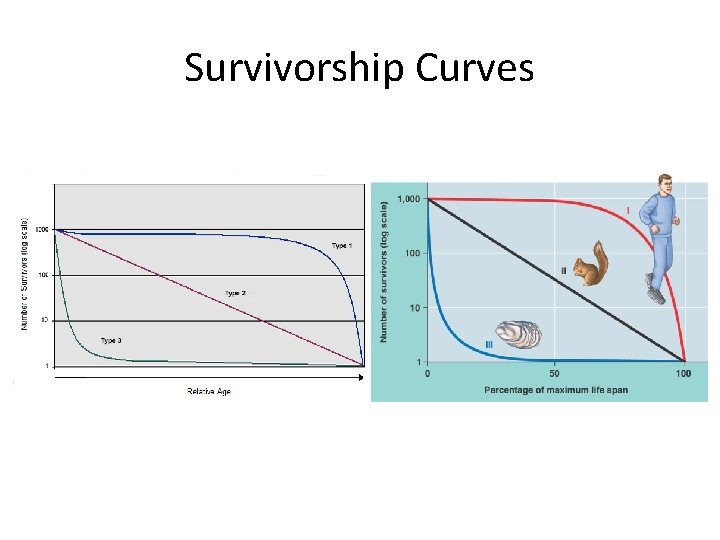 Survivorship Curves 