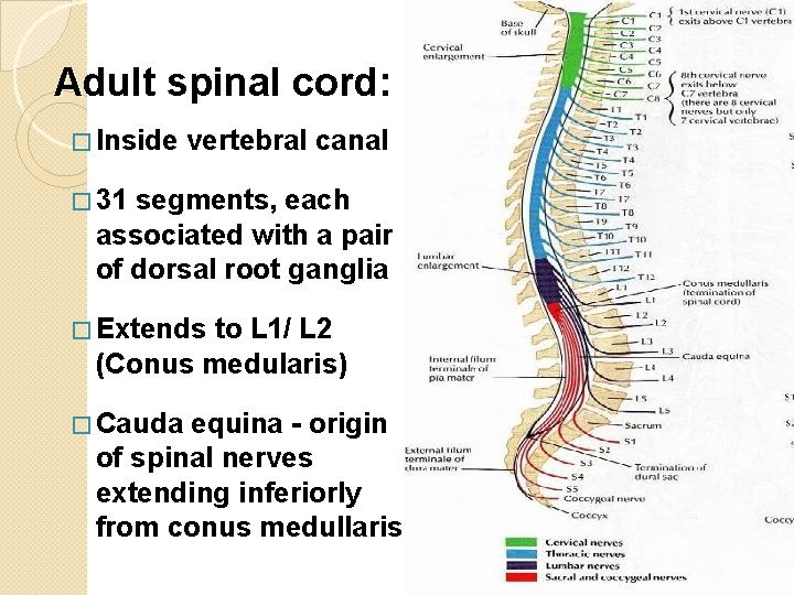 Adult spinal cord: � Inside vertebral canal � 31 segments, each associated with a