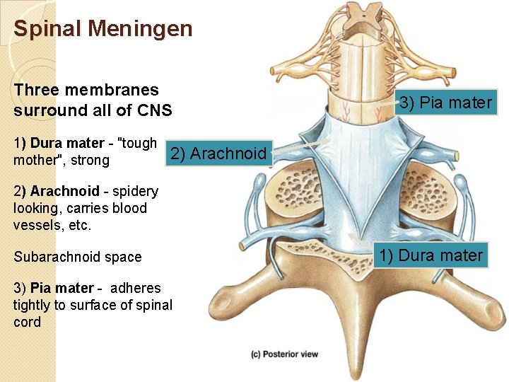 Spinal Meningen Three membranes surround all of CNS 1) Dura mater - "tough mother",