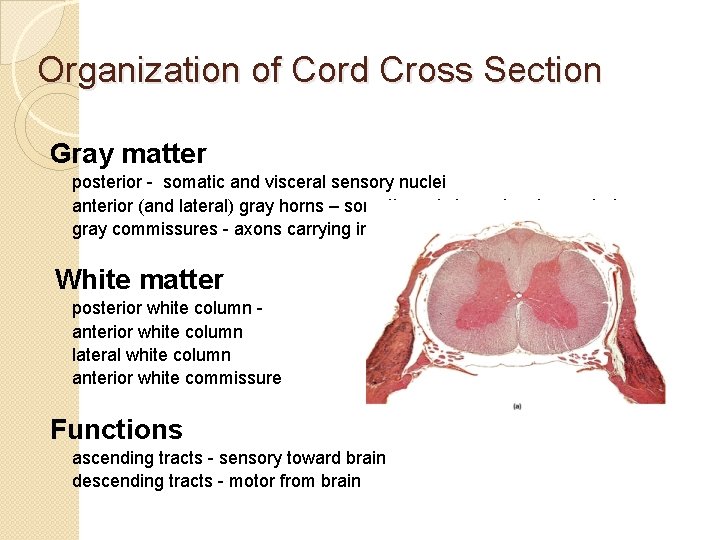 Organization of Cord Cross Section Gray matter posterior - somatic and visceral sensory nuclei