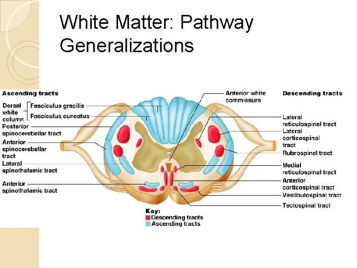 White Matter: Pathway Generalizations 