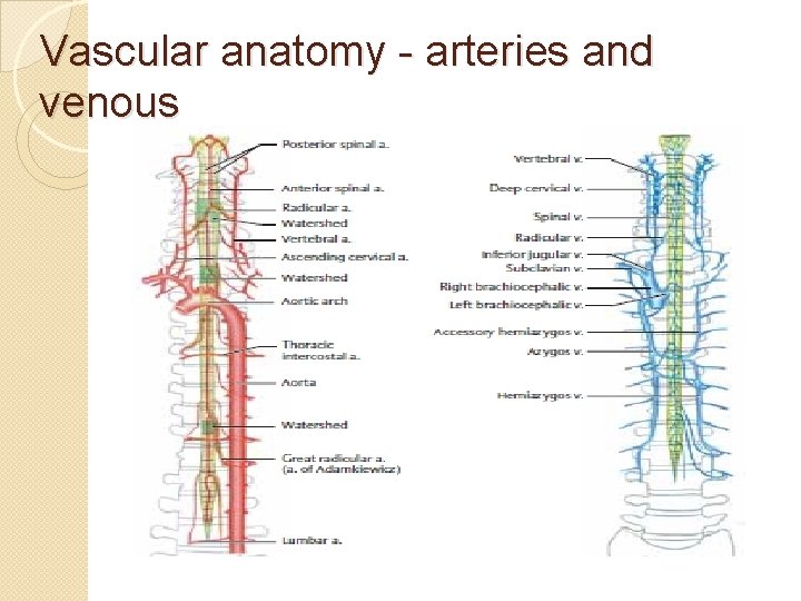 Vascular anatomy - arteries and venous 