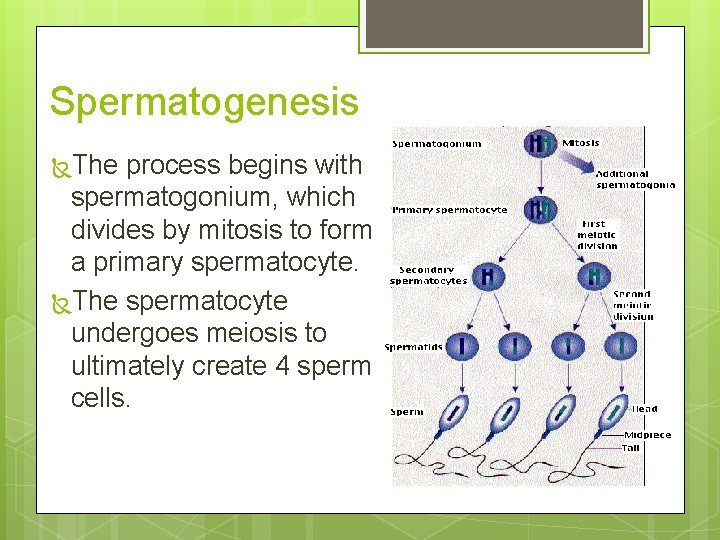 Spermatogenesis The process begins with spermatogonium, which divides by mitosis to form a primary