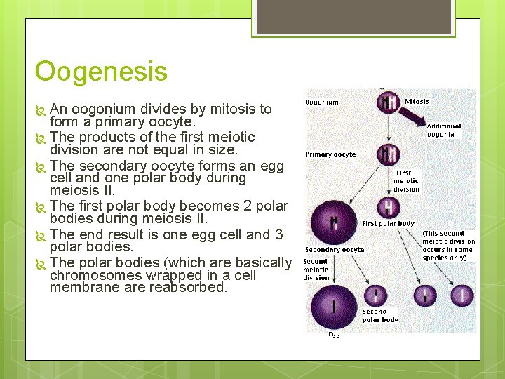Oogenesis An oogonium divides by mitosis to form a primary oocyte. The products of