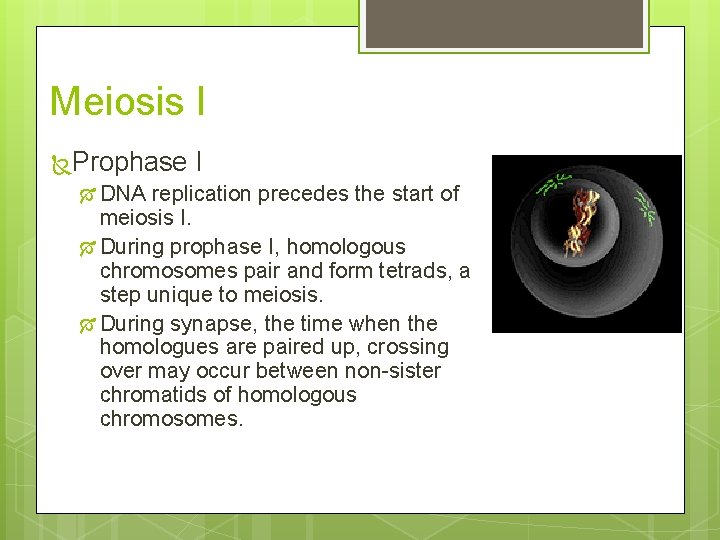 Meiosis I Prophase I DNA replication precedes the start of meiosis I. During prophase