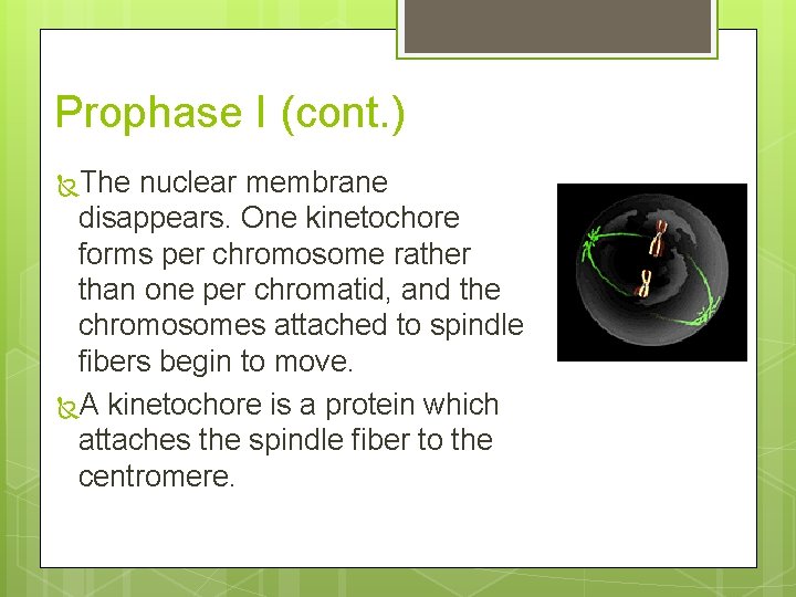 Prophase I (cont. ) The nuclear membrane disappears. One kinetochore forms per chromosome rather