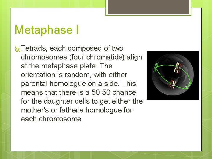 Metaphase I Tetrads, each composed of two chromosomes (four chromatids) align at the metaphase