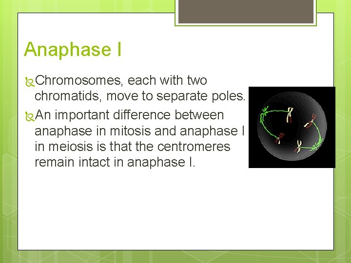 Anaphase I Chromosomes, each with two chromatids, move to separate poles. An important difference