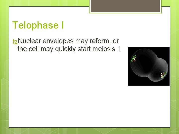 Telophase I Nuclear envelopes may reform, or the cell may quickly start meiosis II
