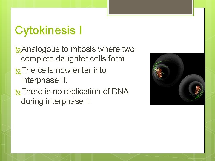 Cytokinesis I Analogous to mitosis where two complete daughter cells form. The cells now