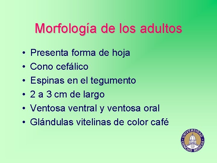 Morfología de los adultos • • • Presenta forma de hoja Cono cefálico Espinas