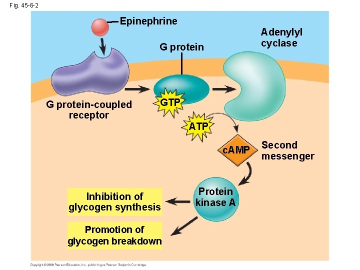 Fig. 45 -6 -2 Epinephrine Adenylyl cyclase G protein-coupled receptor GTP ATP c. AMP