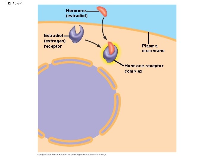 Fig. 45 -7 -1 Hormone (estradiol) Estradiol (estrogen) receptor Plasma membrane Hormone-receptor complex 