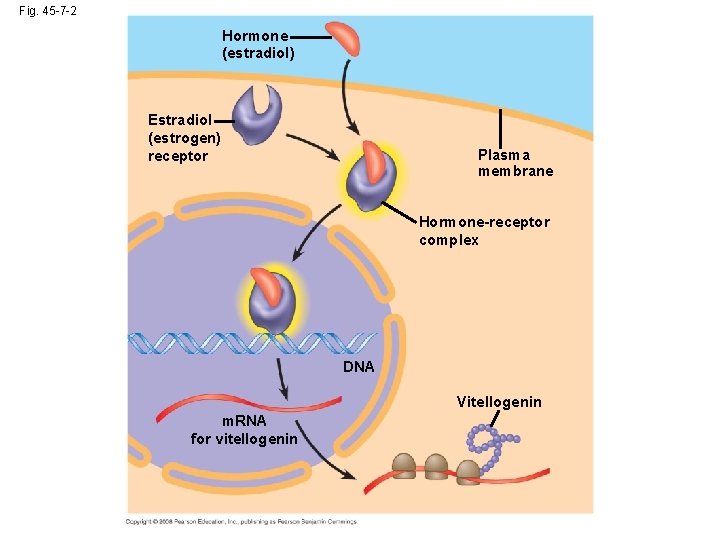 Fig. 45 -7 -2 Hormone (estradiol) Estradiol (estrogen) receptor Plasma membrane Hormone-receptor complex DNA