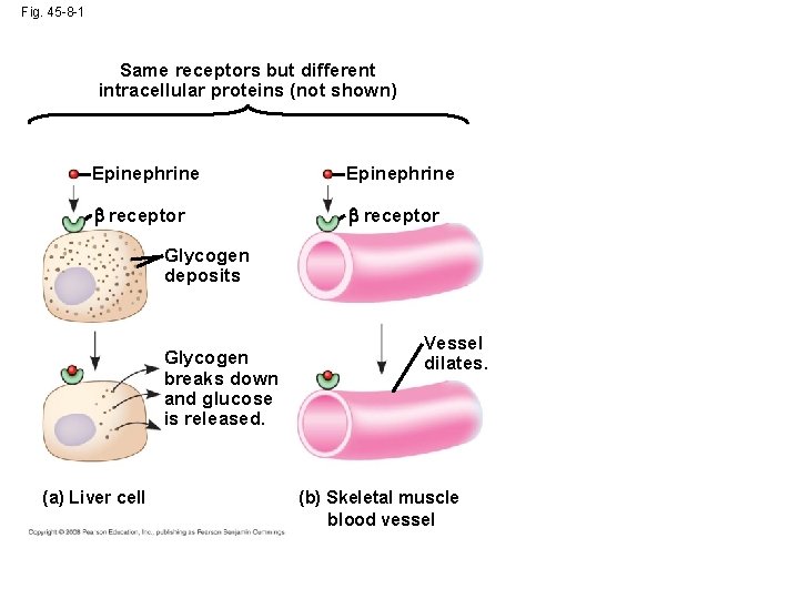 Fig. 45 -8 -1 Same receptors but different intracellular proteins (not shown) Epinephrine receptor