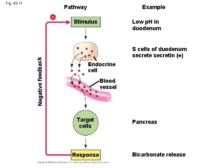 Fig. 45 -11 Pathway Negative feedback – Example Stimulus Low p. H in duodenum