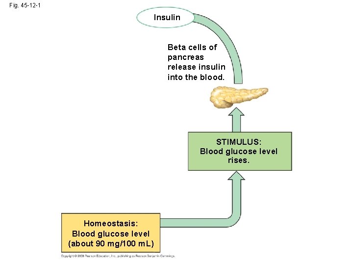 Fig. 45 -12 -1 Insulin Beta cells of pancreas release insulin into the blood.