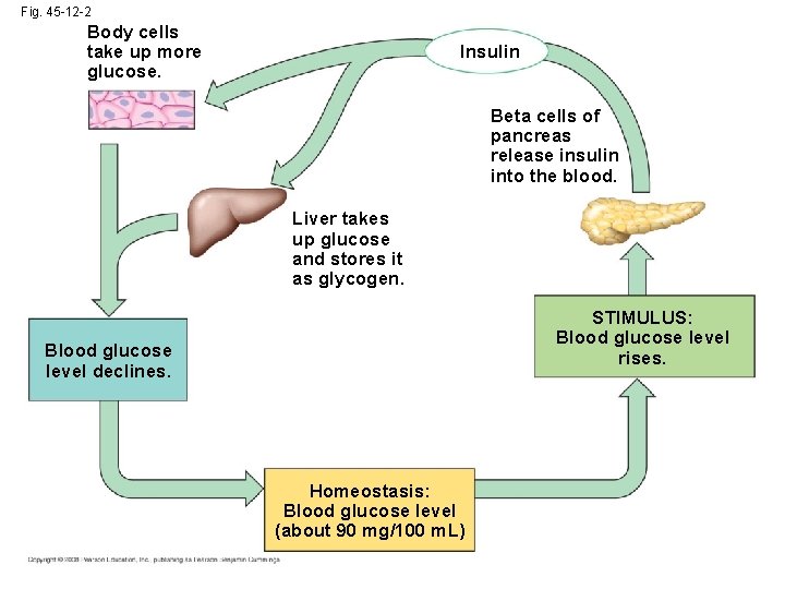 Fig. 45 -12 -2 Body cells take up more glucose. Insulin Beta cells of