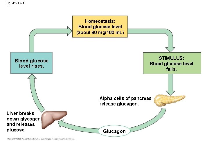 Fig. 45 -12 -4 Homeostasis: Blood glucose level (about 90 mg/100 m. L) STIMULUS: