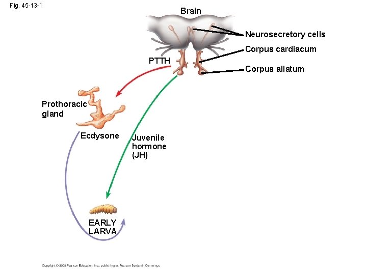 Fig. 45 -13 -1 Brain Neurosecretory cells Corpus cardiacum PTTH Prothoracic gland Ecdysone EARLY