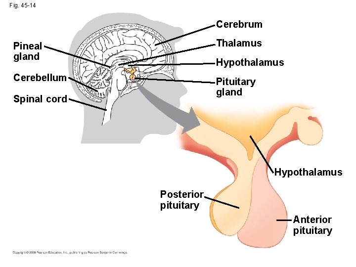 Fig. 45 -14 Cerebrum Pineal gland Thalamus Cerebellum Pituitary gland Hypothalamus Spinal cord Hypothalamus