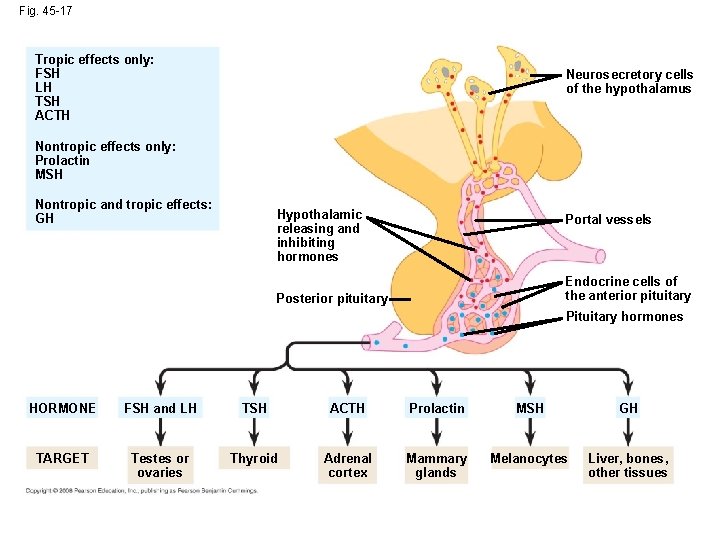 Fig. 45 -17 Tropic effects only: FSH LH TSH ACTH Neurosecretory cells of the