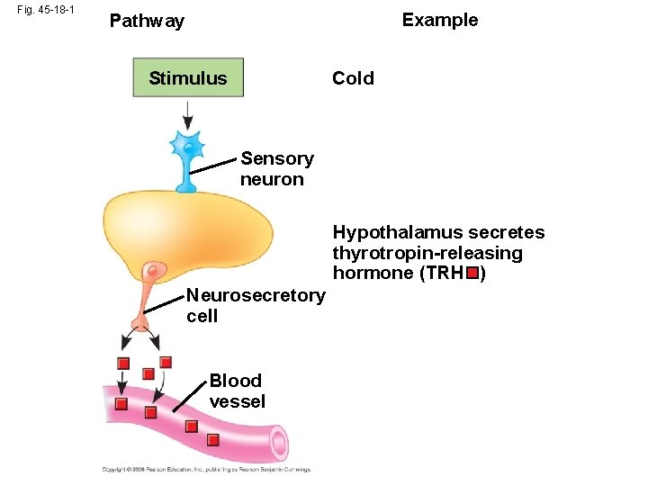 Fig. 45 -18 -1 Example Pathway Cold Stimulus Sensory neuron Hypothalamus secretes thyrotropin-releasing hormone