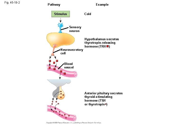 Fig. 45 -18 -2 Example Pathway + Stimulus Cold Sensory neuron Neurosecretory cell Hypothalamus