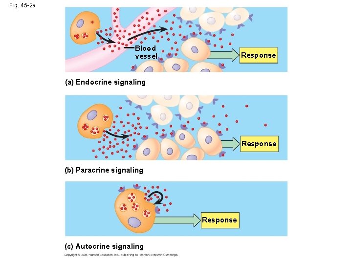 Fig. 45 -2 a Blood vessel Response (a) Endocrine signaling Response (b) Paracrine signaling