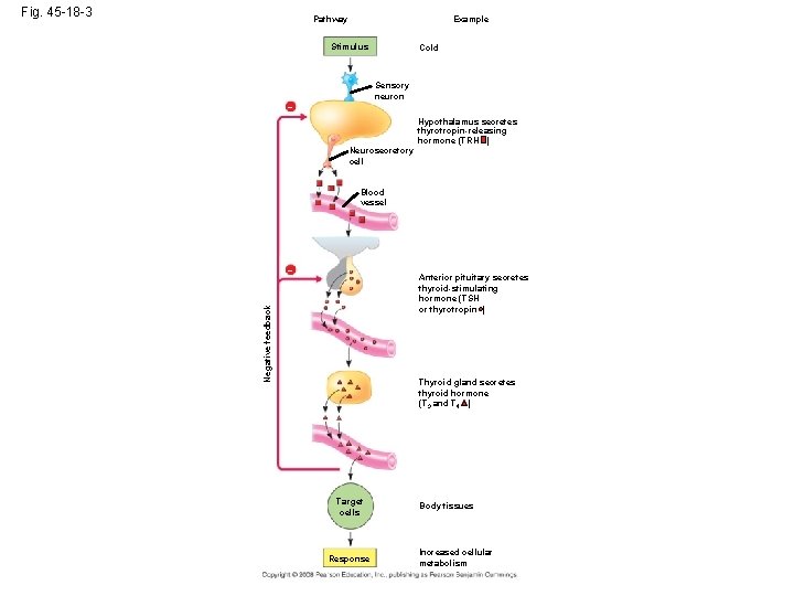 Fig. 45 -18 -3 Pathway Example Stimulus Cold Sensory neuron – Hypothalamus secretes thyrotropin-releasing