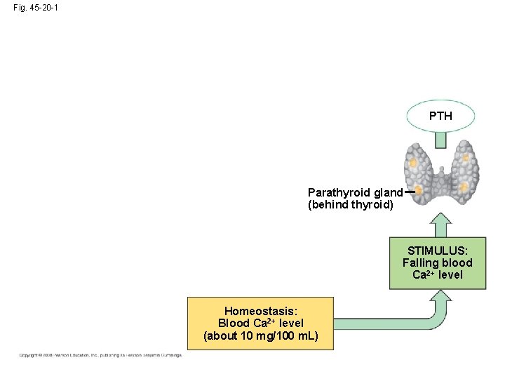 Fig. 45 -20 -1 PTH Parathyroid gland (behind thyroid) STIMULUS: Falling blood Ca 2+