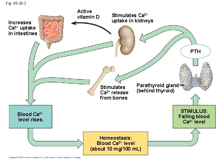 Fig. 45 -20 -2 Active vitamin D Increases Ca 2+ uptake in intestines Stimulates