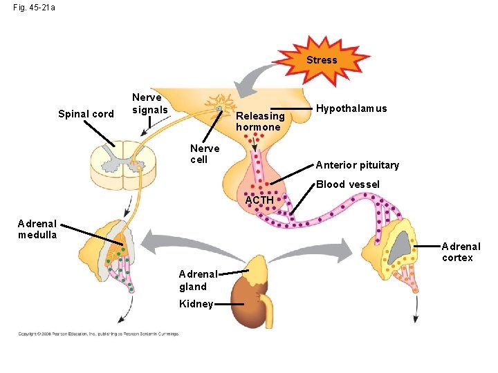 Fig. 45 -21 a Stress Spinal cord Nerve signals Releasing hormone Nerve cell Hypothalamus