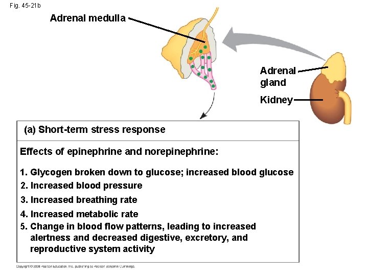 Fig. 45 -21 b Adrenal medulla Adrenal gland Kidney (a) Short-term stress response Effects