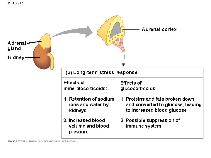 Fig. 45 -21 c Adrenal cortex Adrenal gland Kidney (b) Long-term stress response Effects