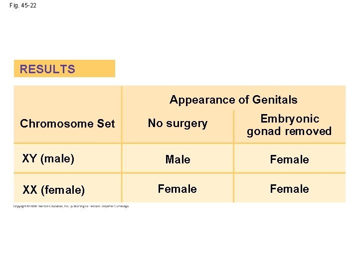 Fig. 45 -22 RESULTS Appearance of Genitals Chromosome Set XY (male) XX (female) No