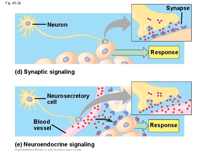 Fig. 45 -2 b Synapse Neuron Response (d) Synaptic signaling Neurosecretory cell Blood vessel