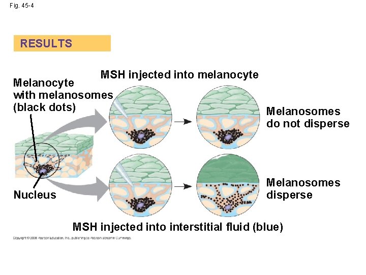 Fig. 45 -4 RESULTS MSH injected into melanocyte Melanocyte with melanosomes (black dots) Nucleus