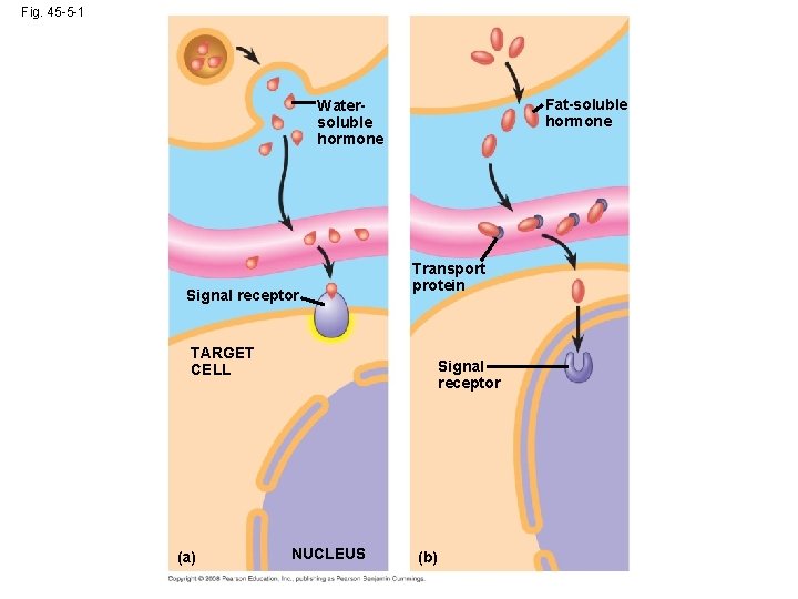 Fig. 45 -5 -1 Fat-soluble hormone Watersoluble hormone Signal receptor Transport protein TARGET CELL