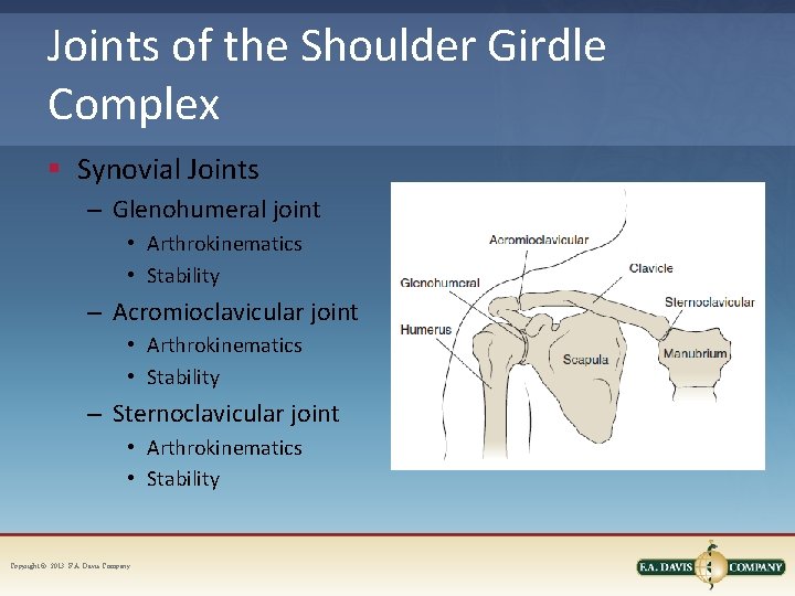 Joints of the Shoulder Girdle Complex § Synovial Joints – Glenohumeral joint • Arthrokinematics