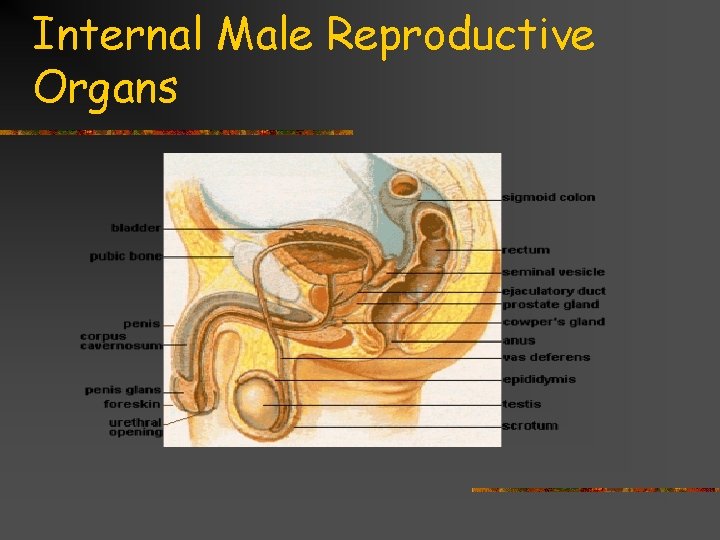 Internal Male Reproductive Organs 