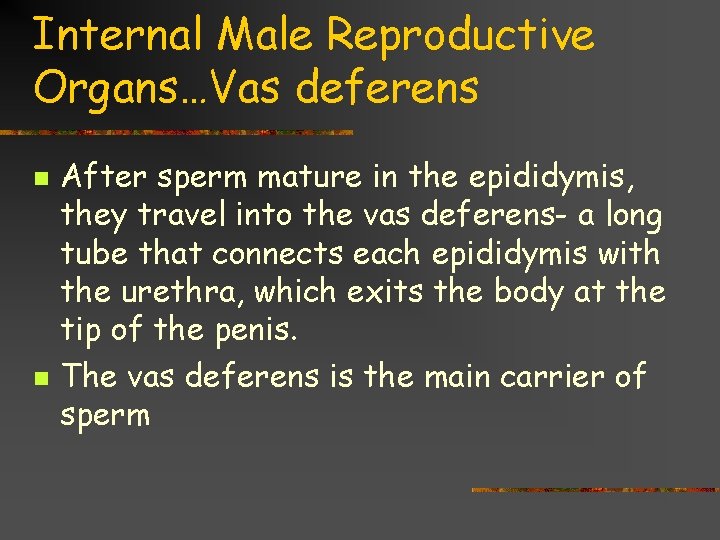 Internal Male Reproductive Organs…Vas deferens n n After sperm mature in the epididymis, they
