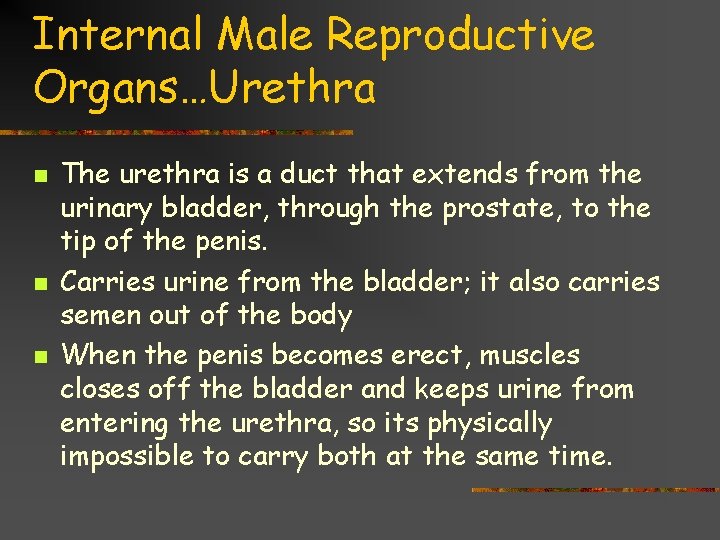 Internal Male Reproductive Organs…Urethra n n n The urethra is a duct that extends