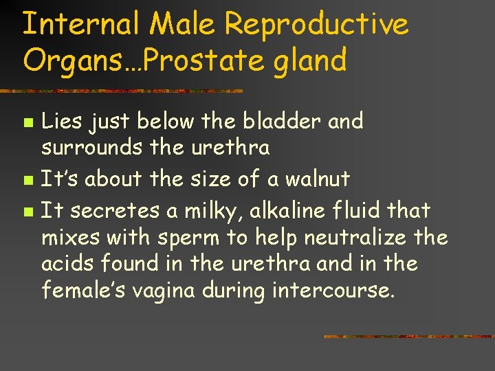 Internal Male Reproductive Organs…Prostate gland n n n Lies just below the bladder and