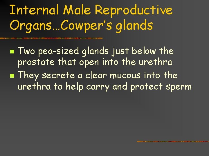 Internal Male Reproductive Organs…Cowper’s glands n n Two pea-sized glands just below the prostate