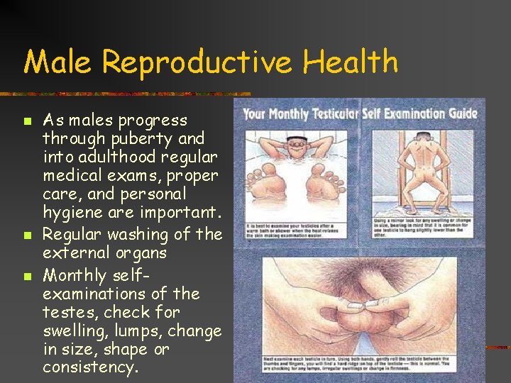 Male Reproductive Health n n n As males progress through puberty and into adulthood